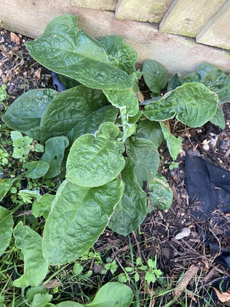 Plant ID please