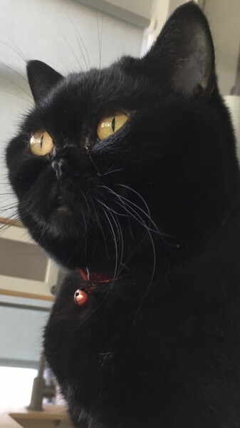 DP has taken our lovely cat to the vet
