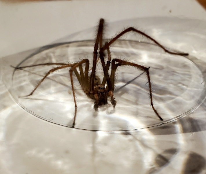 *Warning- contains picture of spider* To be frozen in fear and awe all at the same time!!