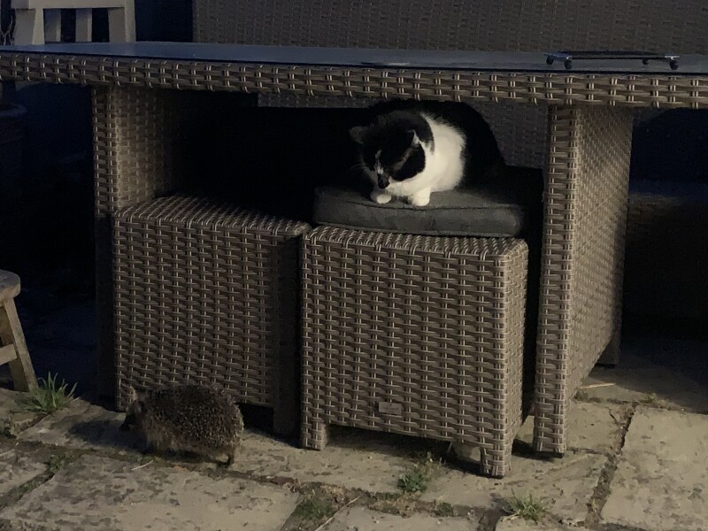 Thread 36.1 Covid Cohort , The Night Before Results Distraction Thread