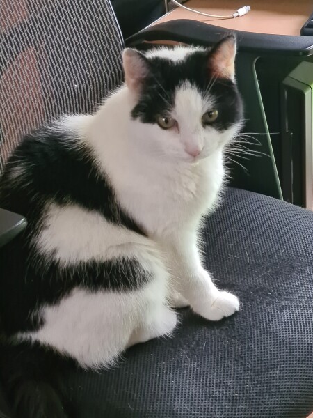 Said goodbye to our Rosie today