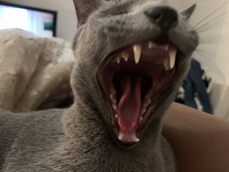 Cat mugshots