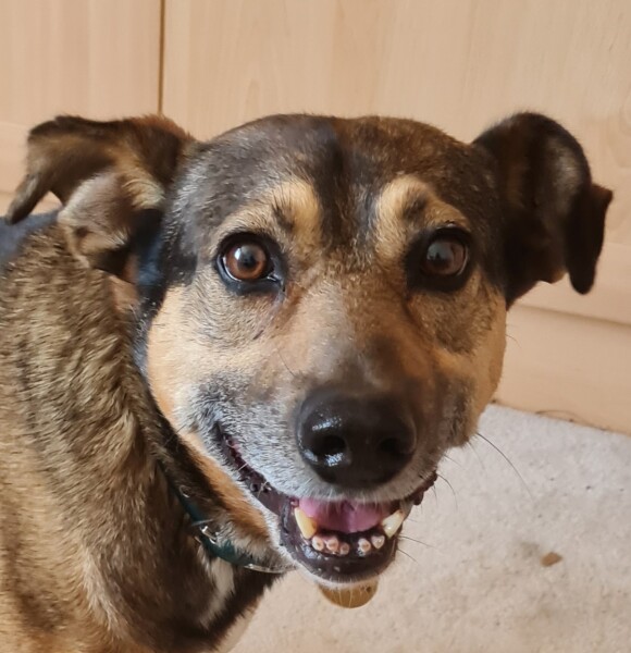 To not understand why people adopt feral dogs from Eastern Europe? 