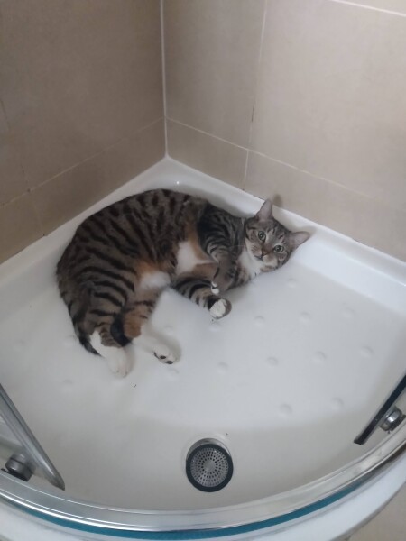 Just for the love of Tabby Cats- not enough tabby love