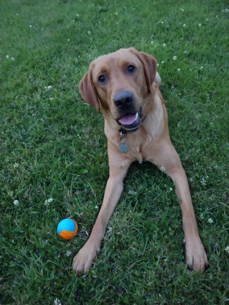 Puppy Survival Thread: muddy footprints into Spring 2022