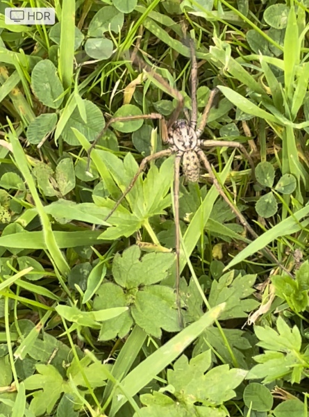 *Warning- contains picture of spider* To be frozen in fear and awe all at the same time!!