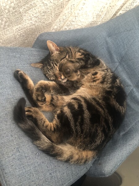 I want to rehome my cat