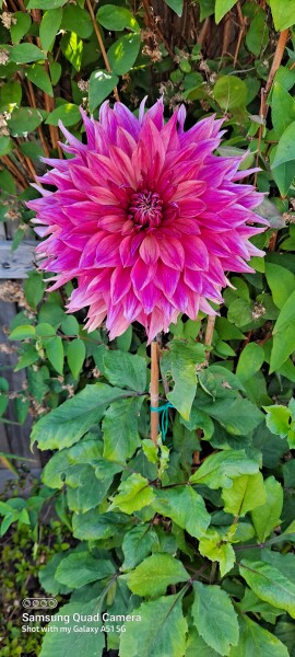 Who’s growing Dahlias this year