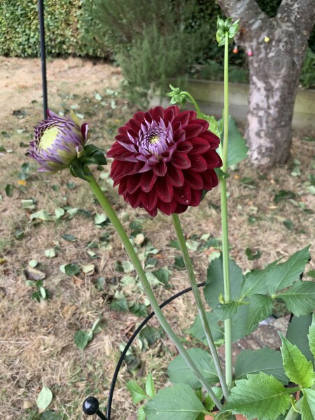 Who’s growing Dahlias this year