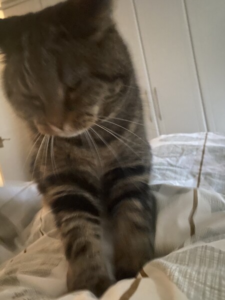 Just for the love of Tabby Cats- not enough tabby love
