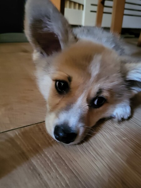 Dog sitters in Cardiff - can I hire one just for one evening?