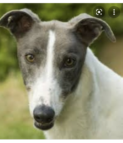What sort of dog is this (pic)