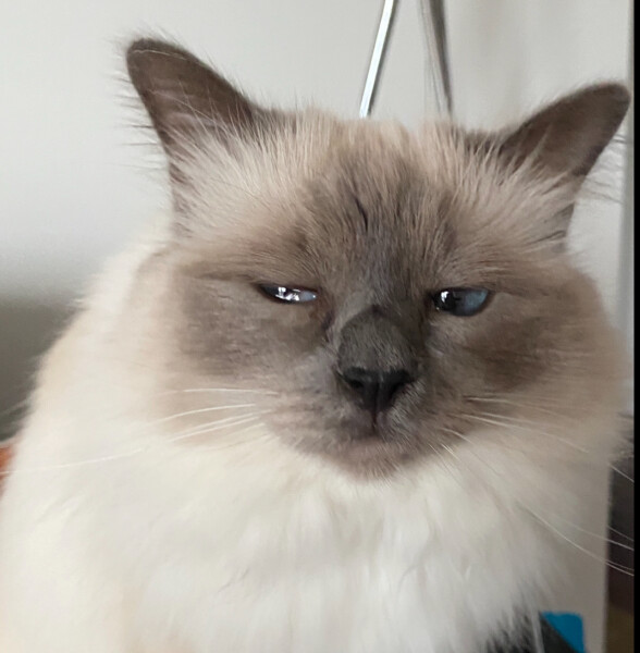 Cat mugshots