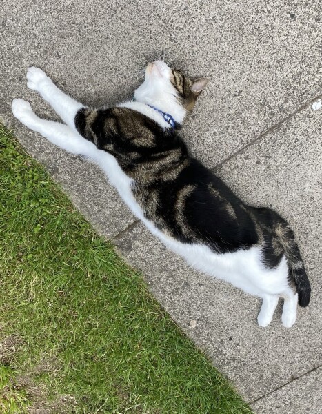 Thread 36.1 Covid Cohort , The Night Before Results Distraction Thread