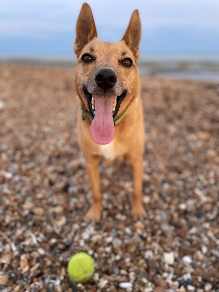 Dogs who love the beach