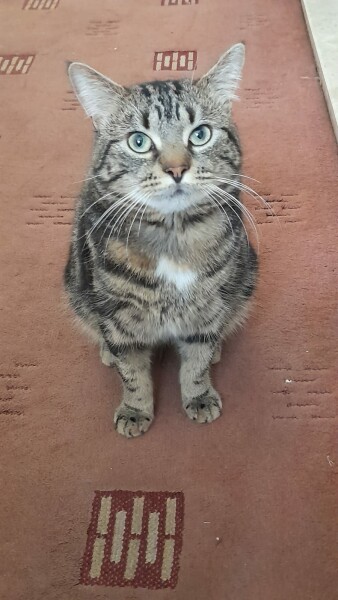 Advice needed cat with some kind of immune system problem