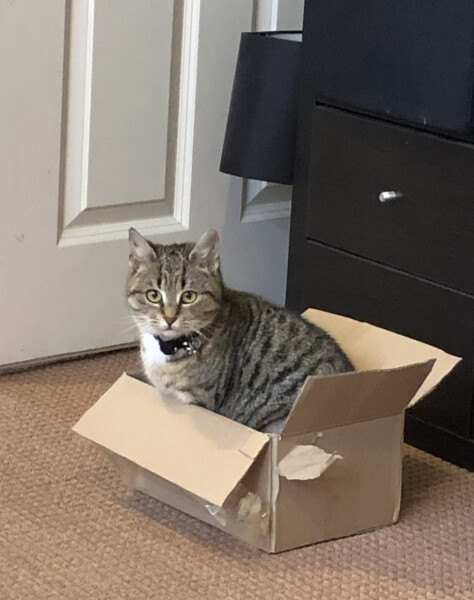 Just for the love of Tabby Cats- not enough tabby love