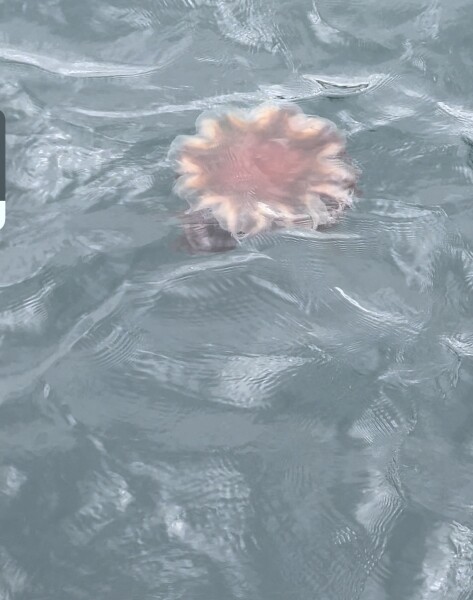 Sea swimming and jellyfish