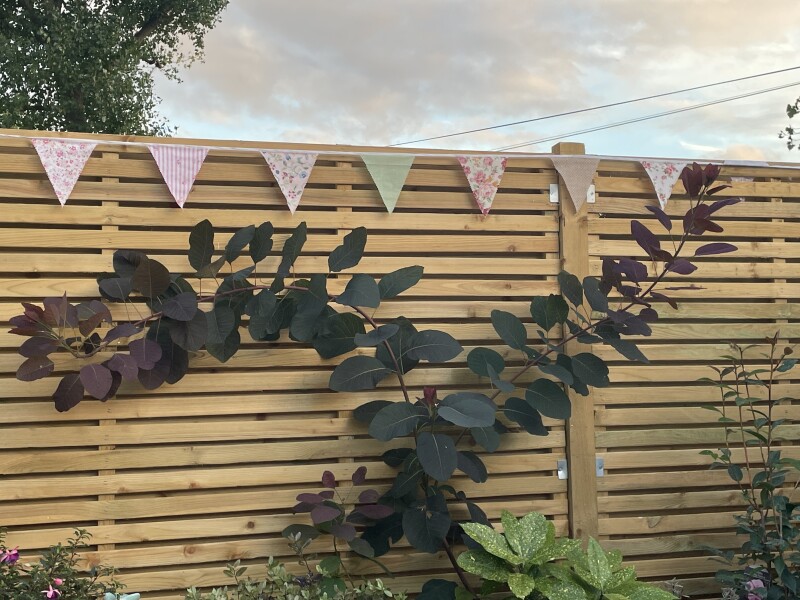 What’s this plant please 