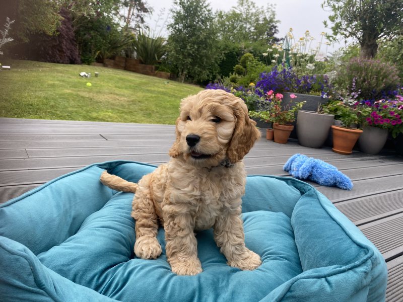 Puppy Survival Thread: Surviving into Summer 2022