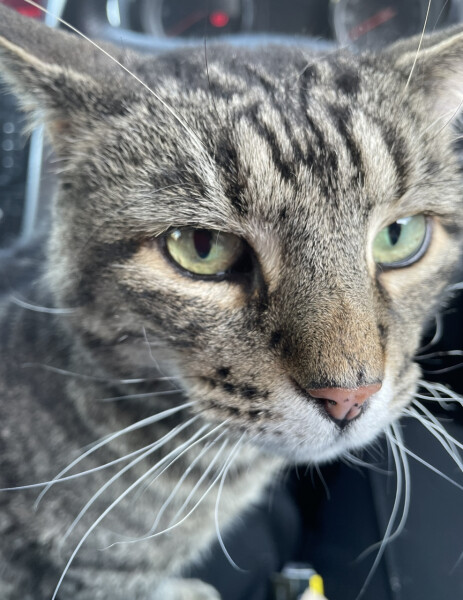 Just for the love of Tabby Cats- not enough tabby love