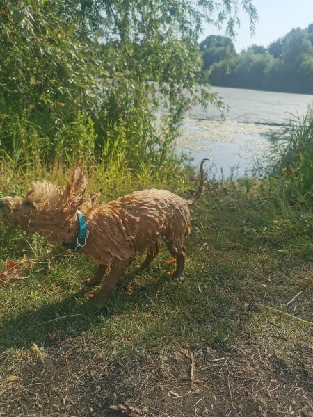 Puppy Survival Thread: Surviving into Summer 2022