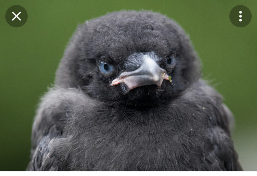 To love crows