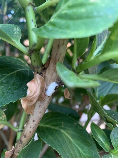 Scale insects? Help needed!