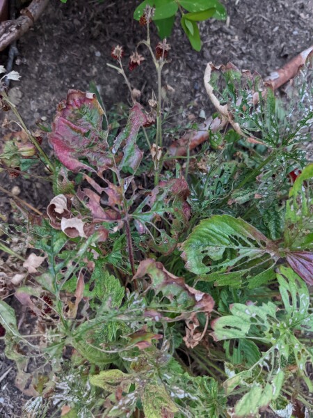 What is eating my strawberry plant leaves?