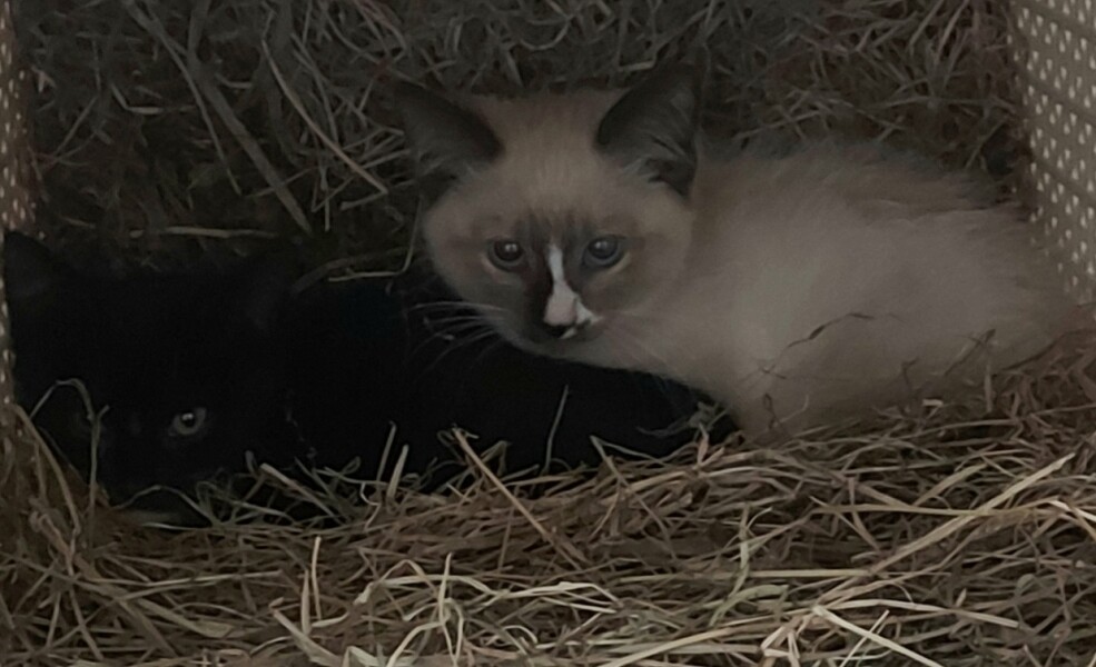 Boys or girls? *picture of cats bums* 😮