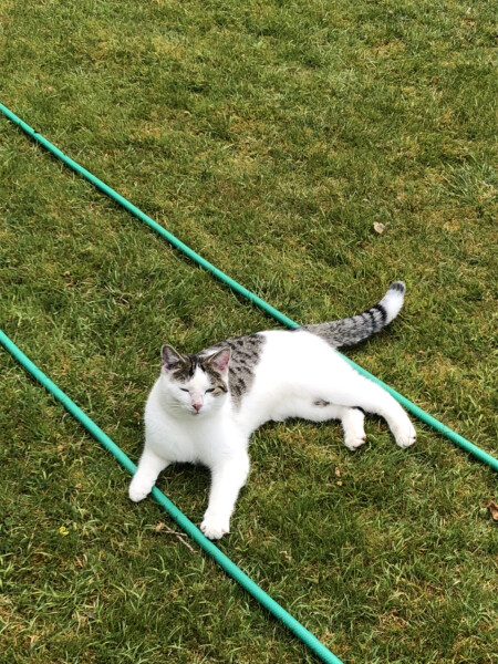 Cat psychologist please