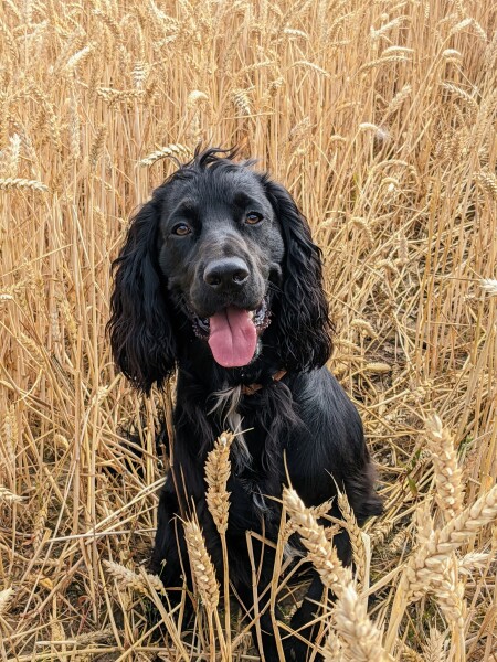Puppy Survival Thread: muddy footprints into Spring 2022