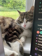 New kitten annoying resident cats