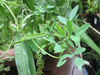 Plant id please