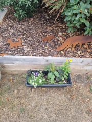 What is this from my wild flower mix?