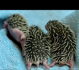 To ask you to please help hedgehogs and other wildlife prepare for winter