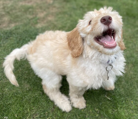 Puppy Survival Thread: Surviving into Summer 2022