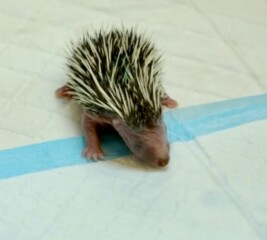 To ask you to please help hedgehogs and other wildlife prepare for winter