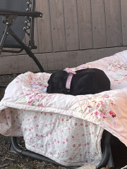 Puppy Survival Thread: Surviving into Summer 2022