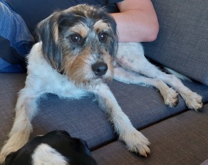Guess my breeds?