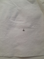 What bug is this? (With Photos)