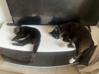 New kitten annoying resident cats
