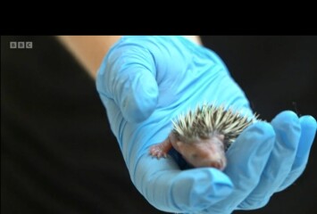 To ask you to please help hedgehogs and other wildlife prepare for winter