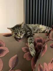 Just for the love of Tabby Cats- not enough tabby love