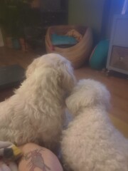 Bichon-Frise. Help please!