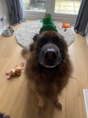 German Shepherds - yay or nay? 