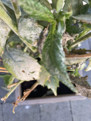 Who’s growing Dahlias this year