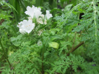 Plant id please