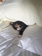 My cat was killed today