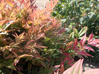 Name of this small, fiery herbey border plant?